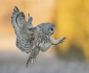 Screenshot №1 pro téma Snowy owl 176x144
