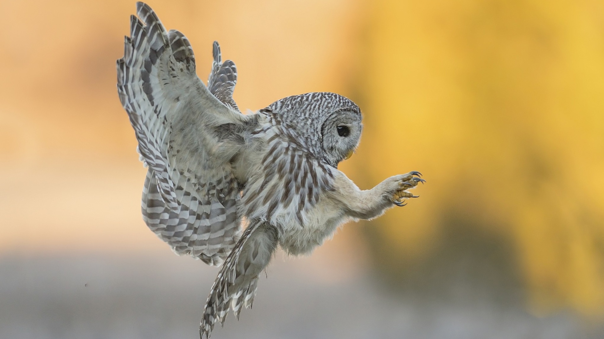 Sfondi Snowy owl 1920x1080