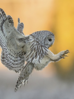 Das Snowy owl Wallpaper 240x320