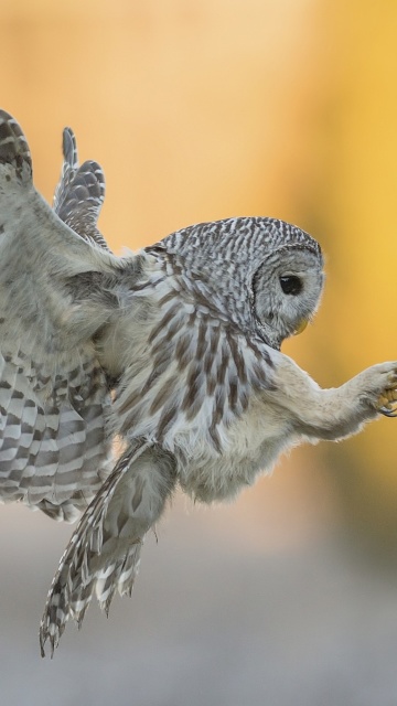 Fondo de pantalla Snowy owl 360x640