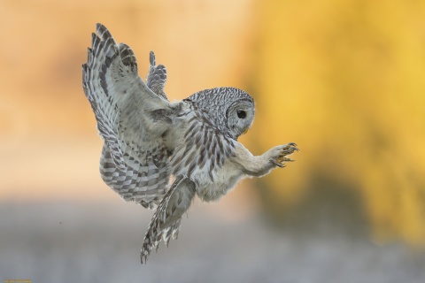 Обои Snowy owl 480x320