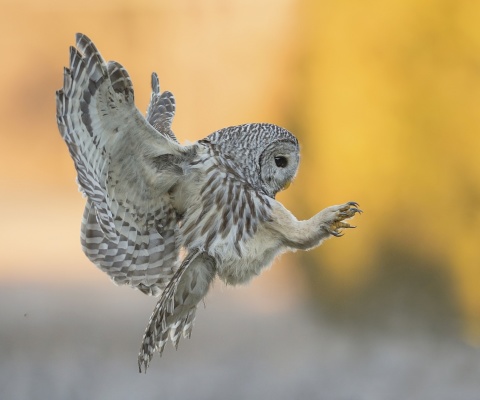 Screenshot №1 pro téma Snowy owl 480x400