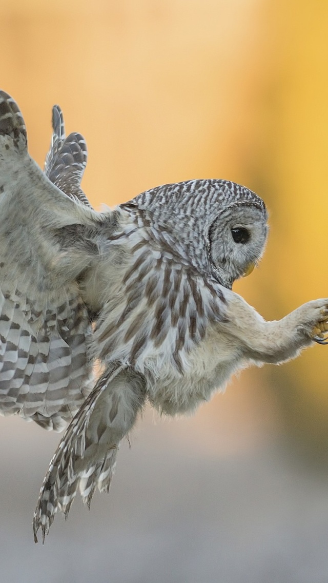 Fondo de pantalla Snowy owl 640x1136