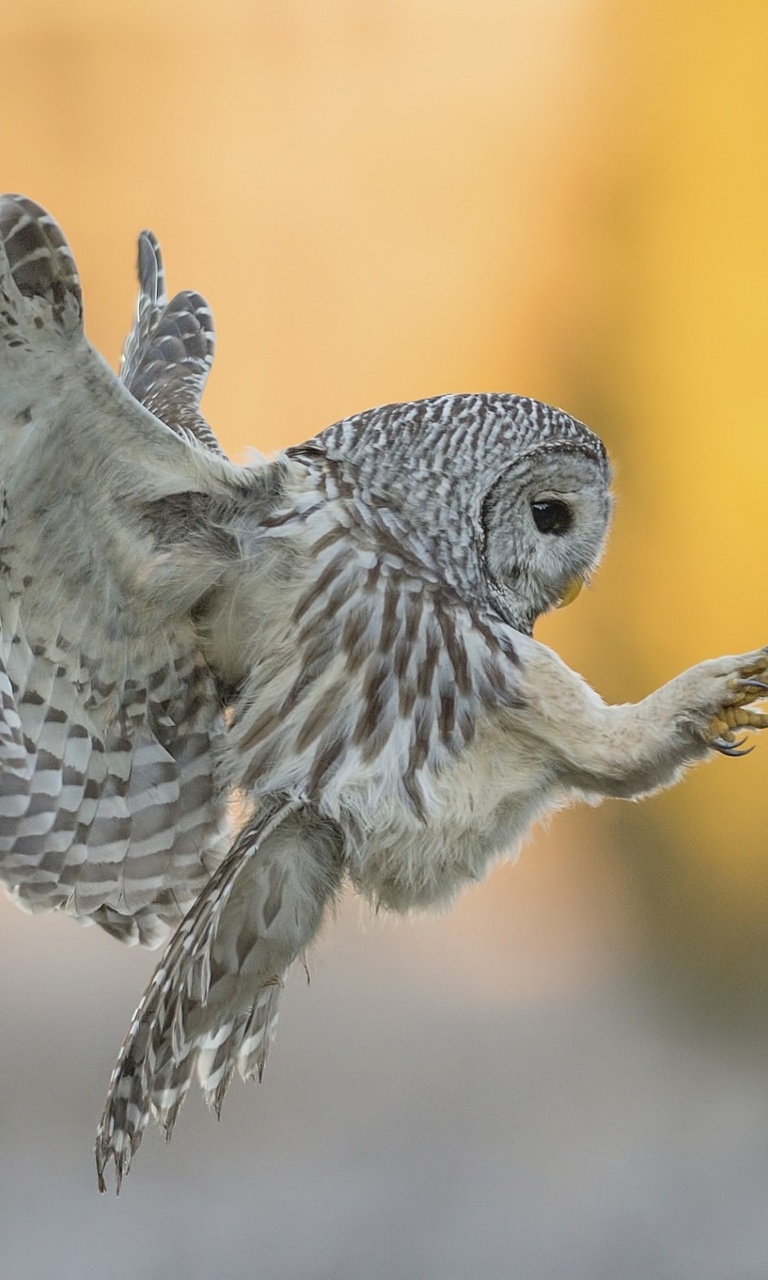 Обои Snowy owl 768x1280