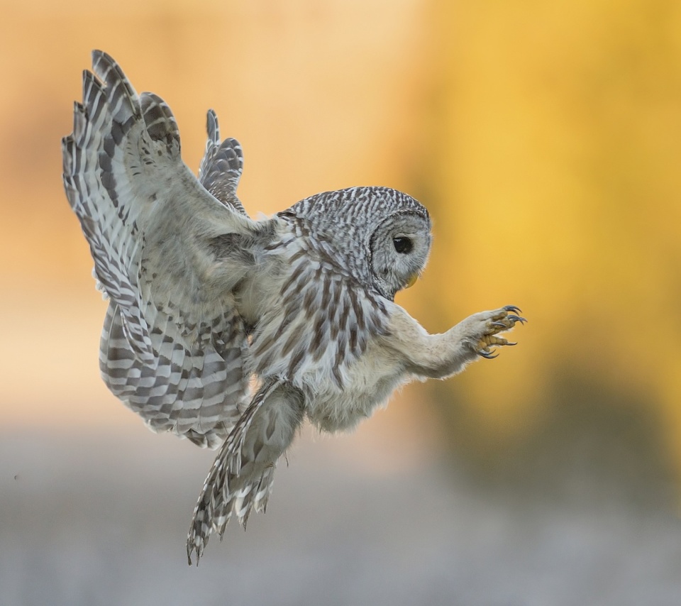 Das Snowy owl Wallpaper 960x854