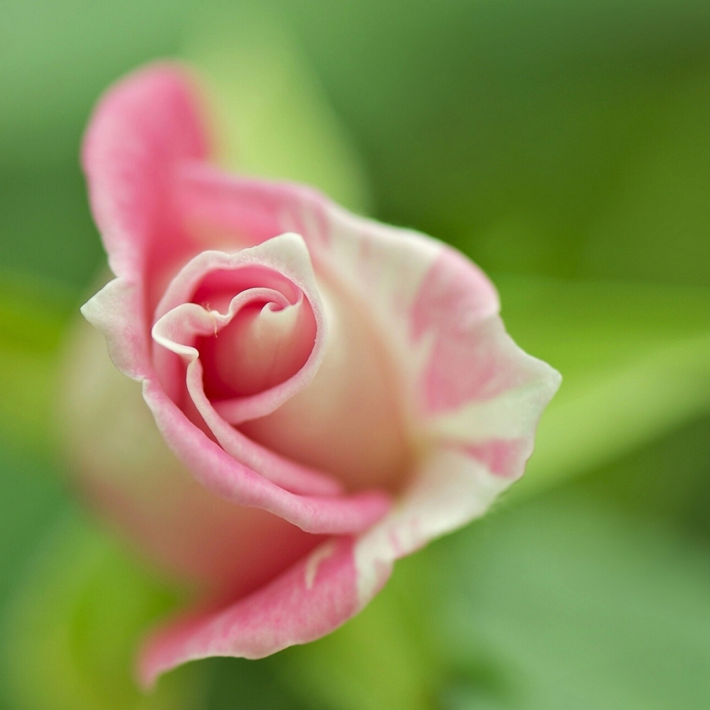 Обои Soft Pink Rose 1024x1024
