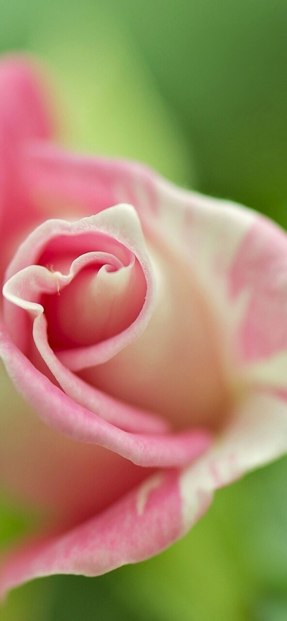 Обои Soft Pink Rose 1170x2532