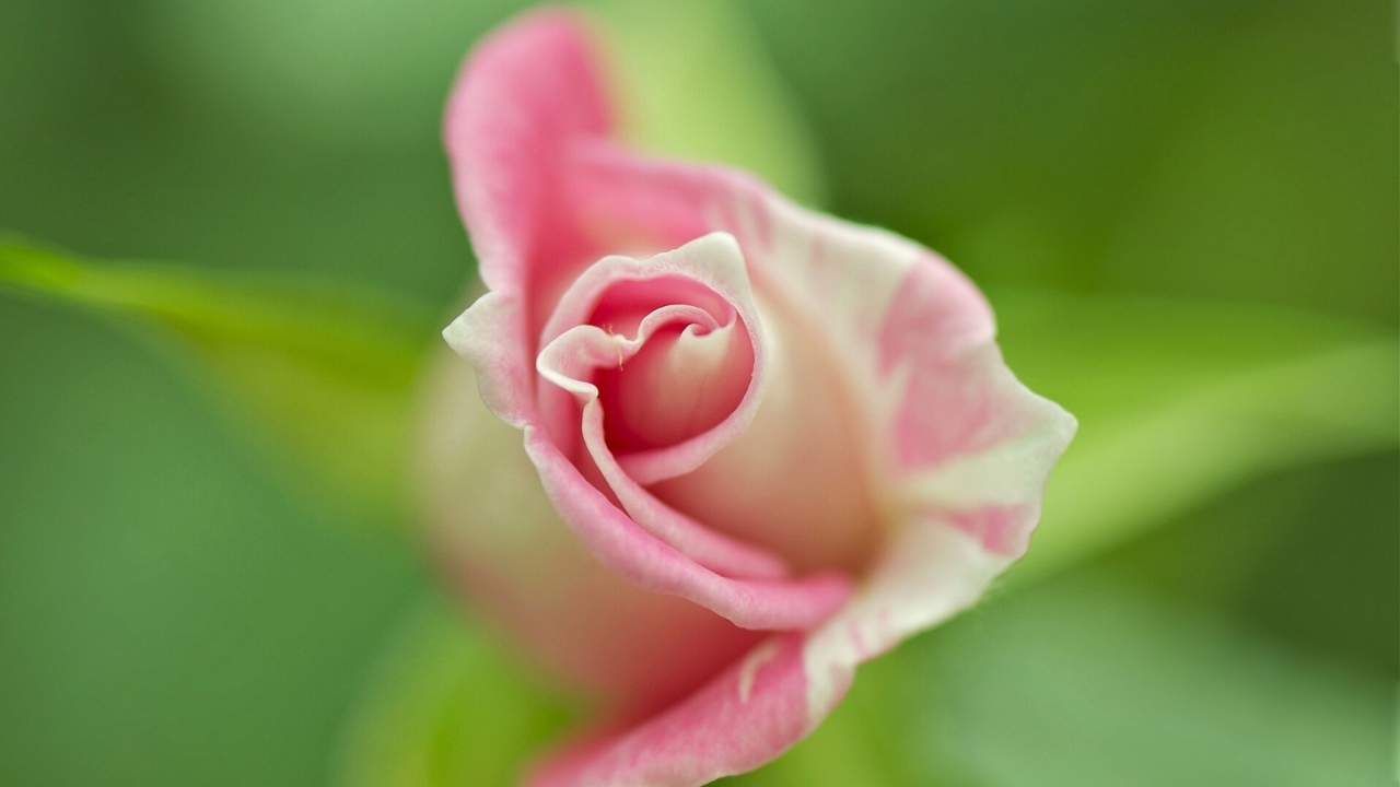 Обои Soft Pink Rose 1280x720