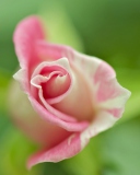 Обои Soft Pink Rose 128x160