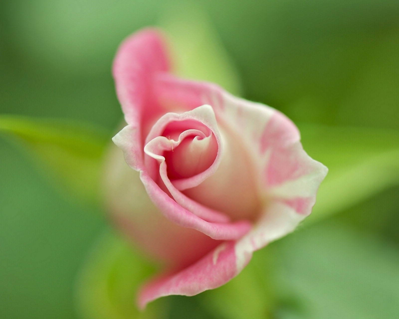 Sfondi Soft Pink Rose 1600x1280