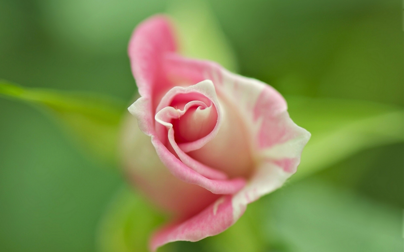 Fondo de pantalla Soft Pink Rose 1680x1050