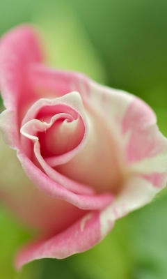 Sfondi Soft Pink Rose 240x400