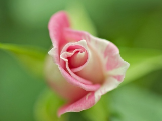 Обои Soft Pink Rose 320x240