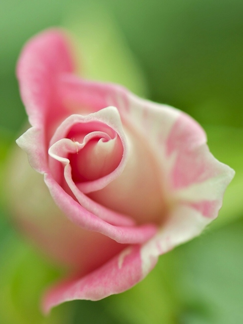 Sfondi Soft Pink Rose 480x640