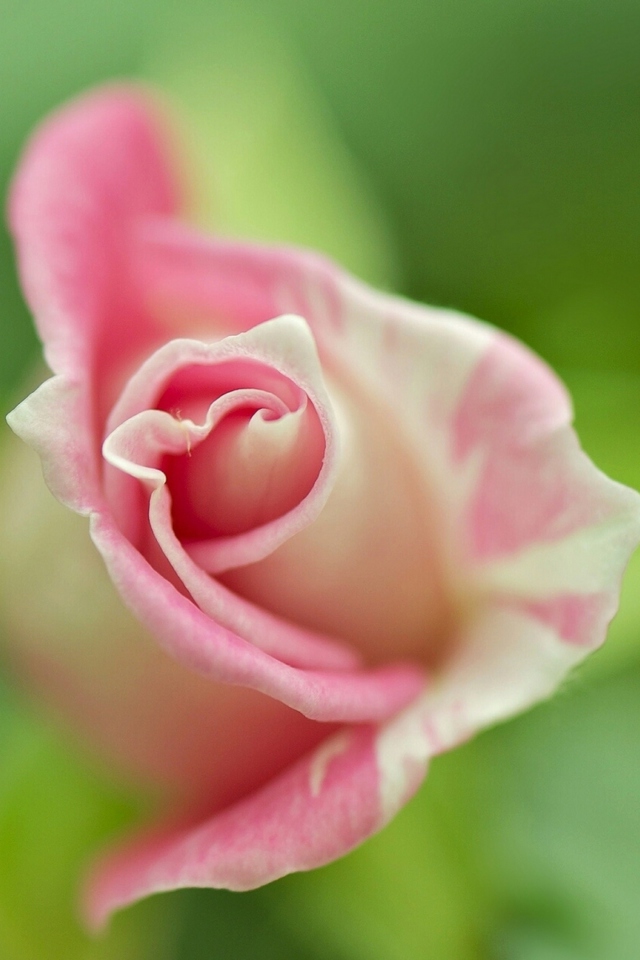 Das Soft Pink Rose Wallpaper 640x960