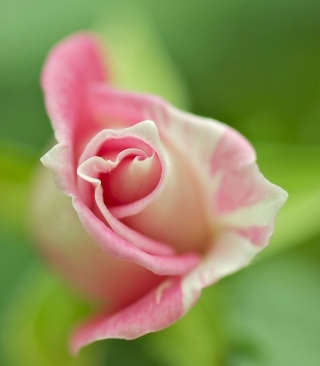 Soft Pink Rose Picture for Nokia C2-03