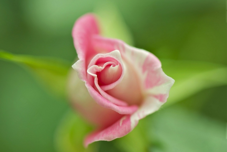 Обои Soft Pink Rose