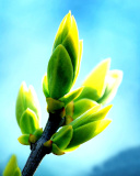 Screenshot №1 pro téma Spring Bud 128x160