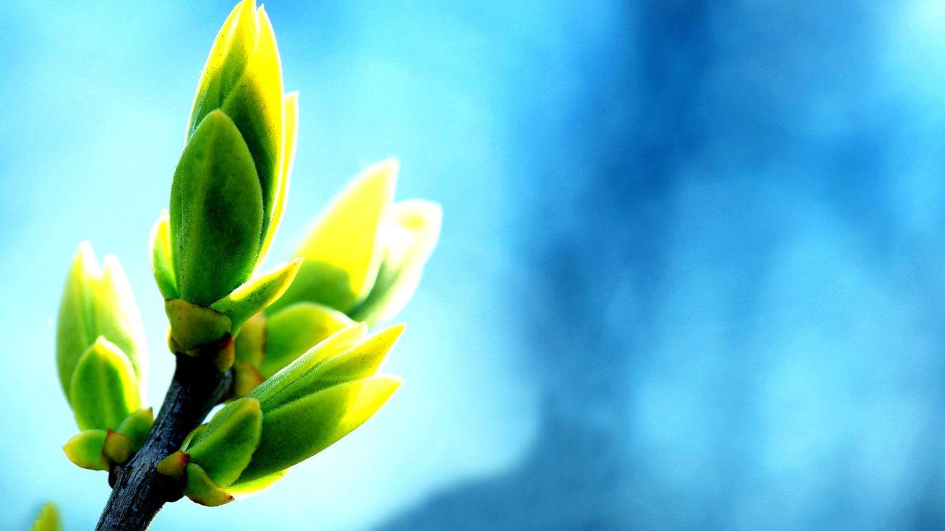 Spring Bud wallpaper 1366x768