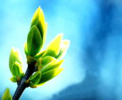 Spring Bud screenshot #1 176x144