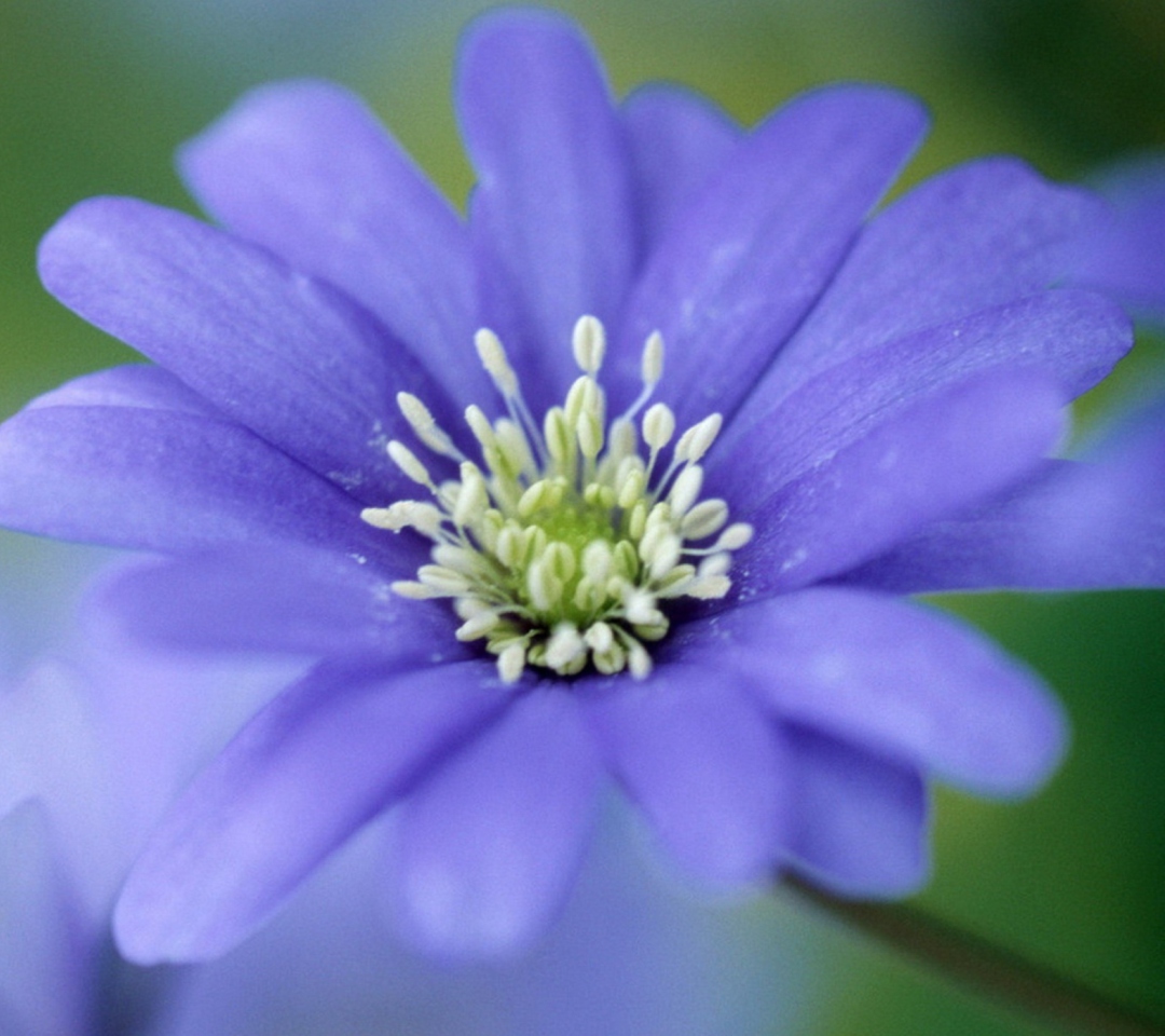 Das Blue Flower Wallpaper 1080x960