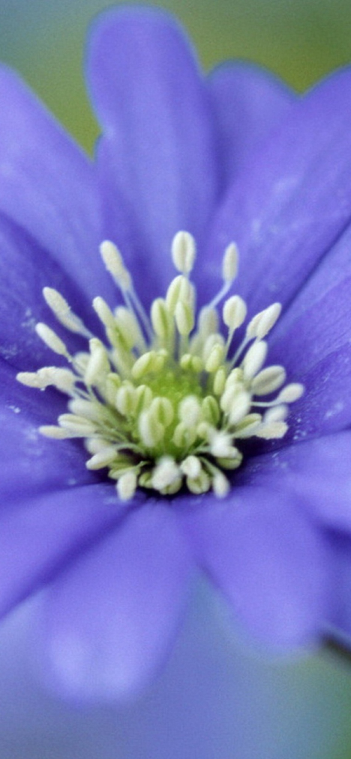 Das Blue Flower Wallpaper 1170x2532