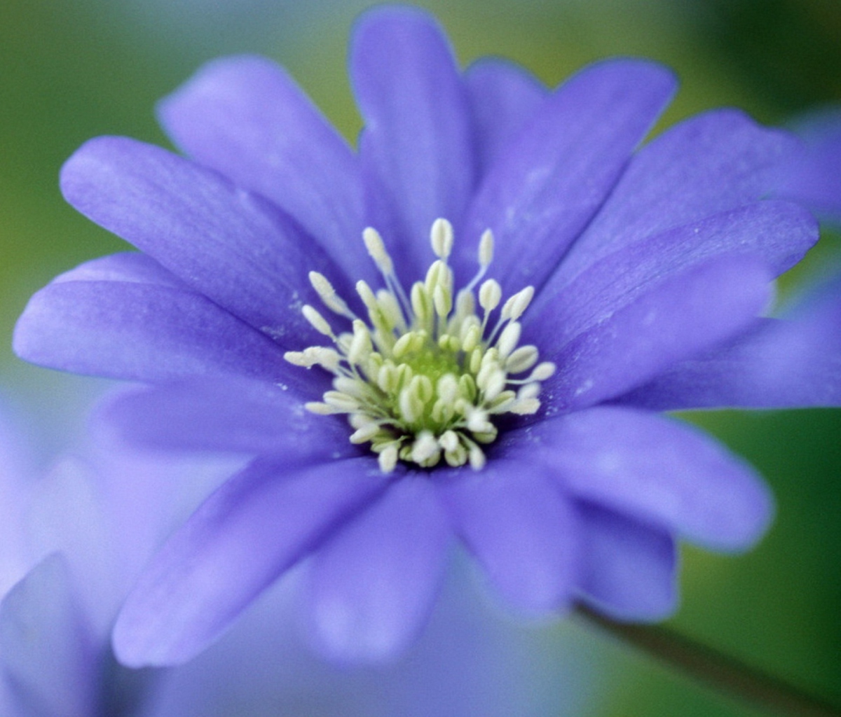 Sfondi Blue Flower 1200x1024
