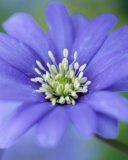 Fondo de pantalla Blue Flower 128x160