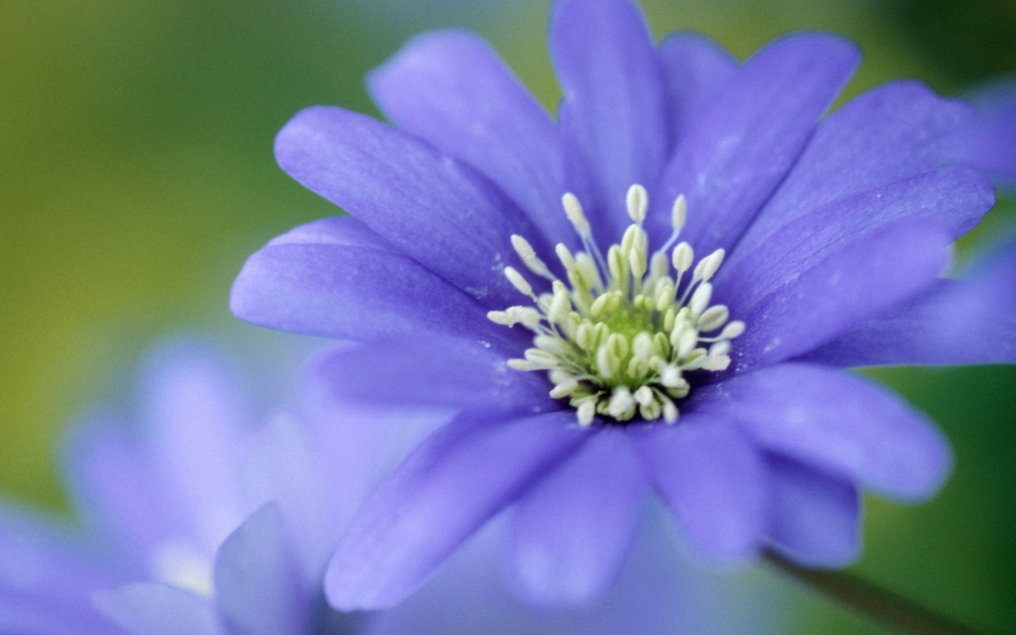 Screenshot №1 pro téma Blue Flower 1440x900