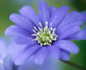 Fondo de pantalla Blue Flower 176x144