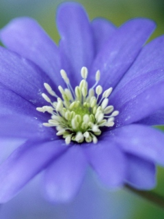 Fondo de pantalla Blue Flower 240x320