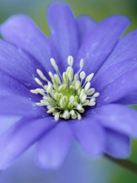 Blue Flower screenshot #1 480x640