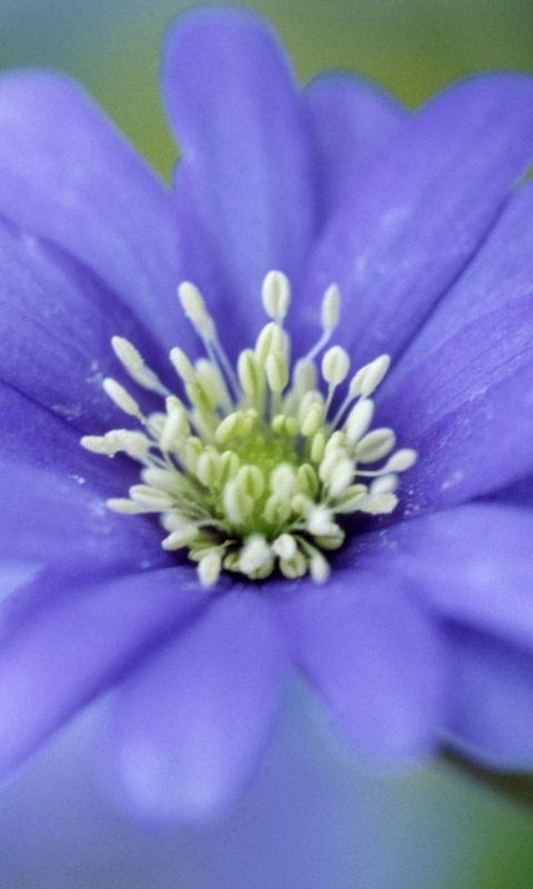 Fondo de pantalla Blue Flower 480x800