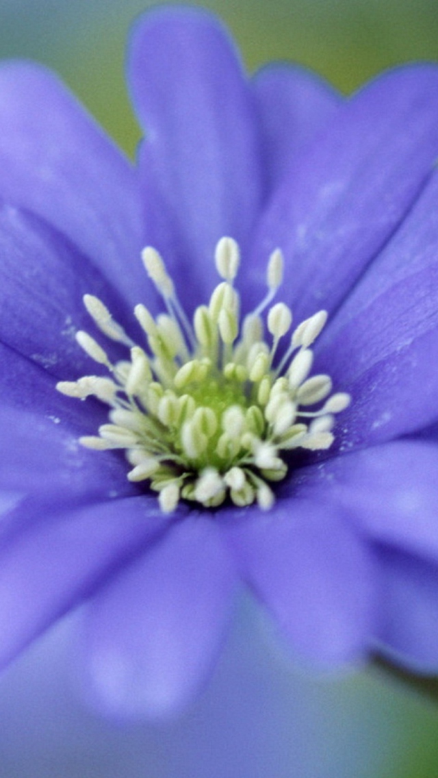 Das Blue Flower Wallpaper 640x1136