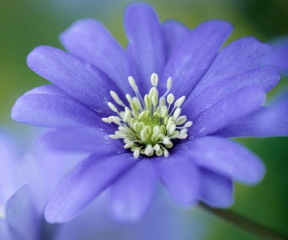 Blue Flower screenshot #1 960x800