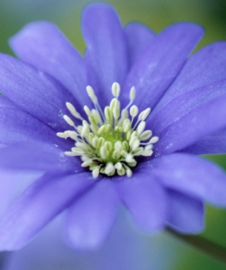 Blue Flower - Obrázkek zdarma pro Samsung Heat