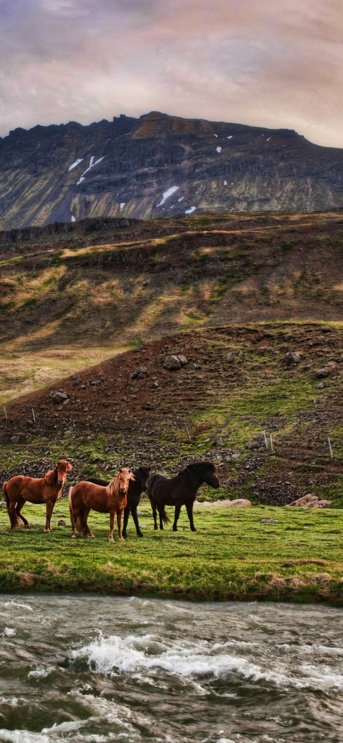 Landscape In Iceland And Horses wallpaper 1170x2532