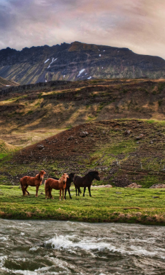 Обои Landscape In Iceland And Horses 240x400