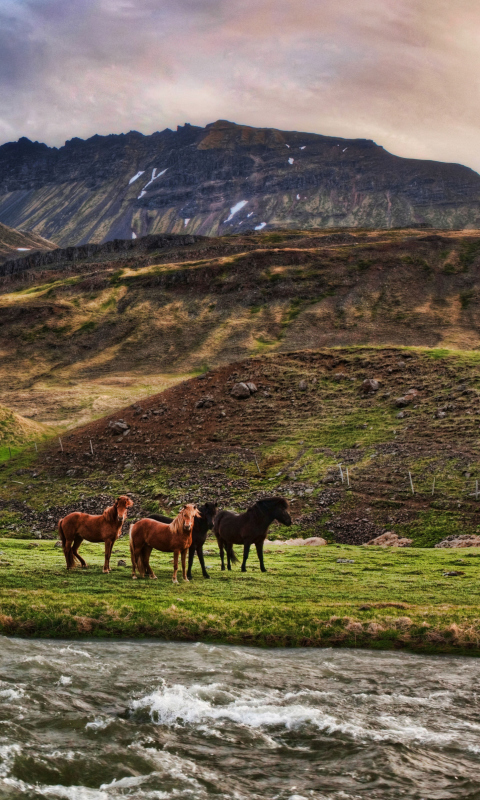 Das Landscape In Iceland And Horses Wallpaper 480x800