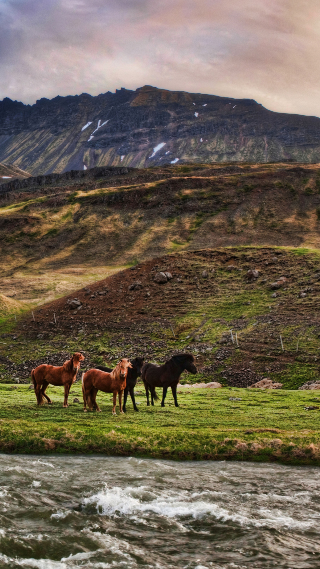 Das Landscape In Iceland And Horses Wallpaper 640x1136