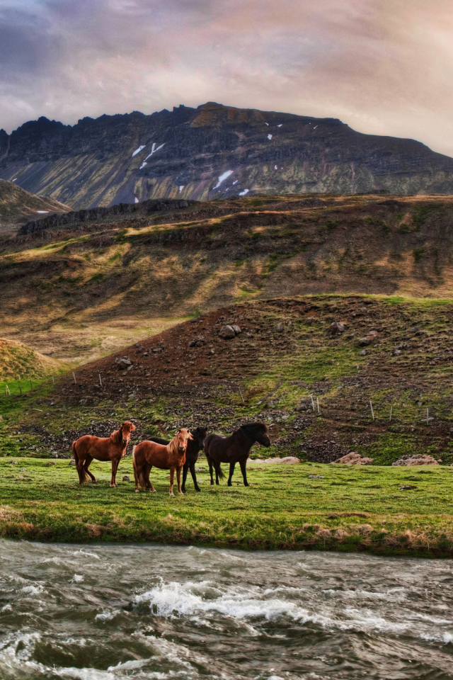 Обои Landscape In Iceland And Horses 640x960