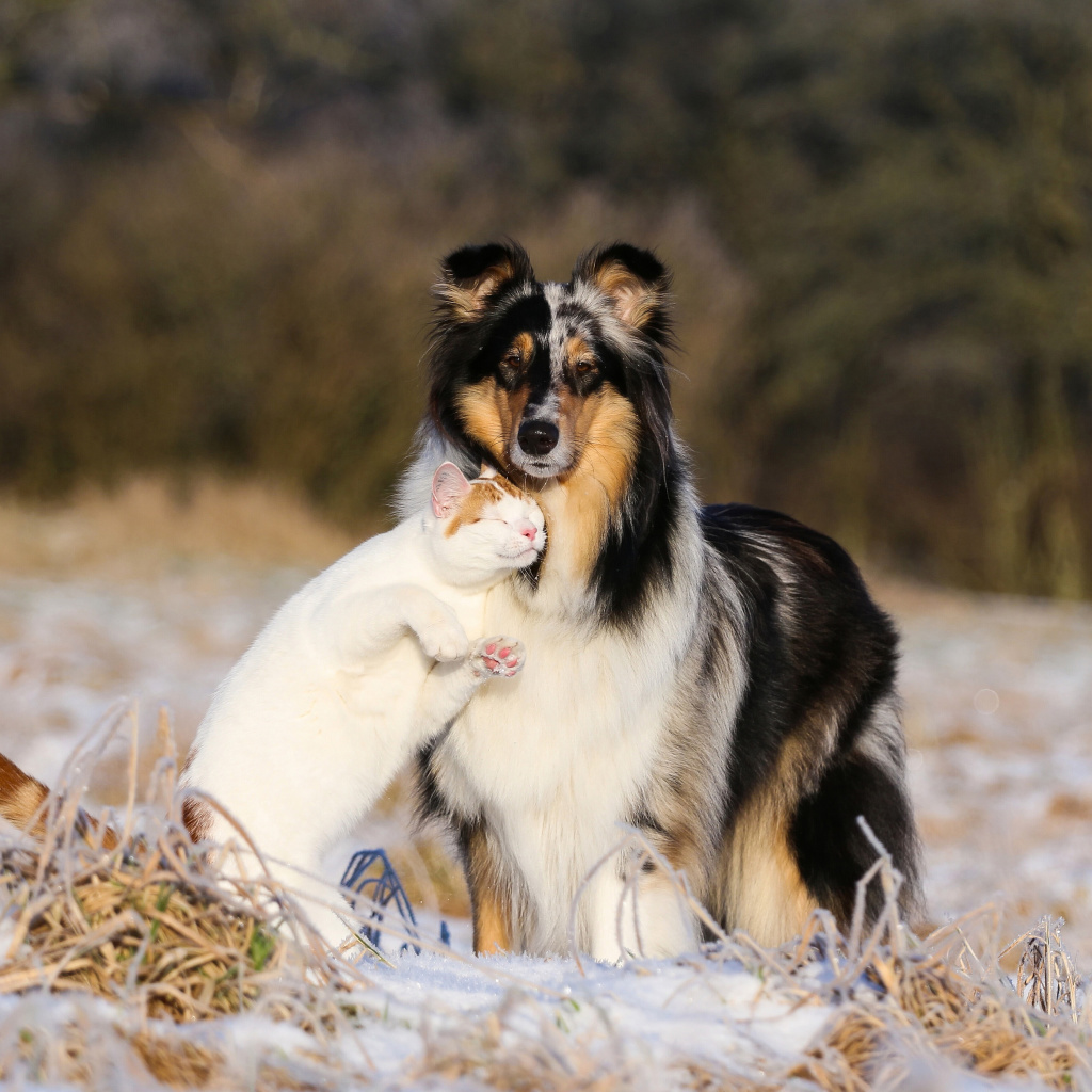 Friendship Cat and Dog Collie wallpaper 1024x1024
