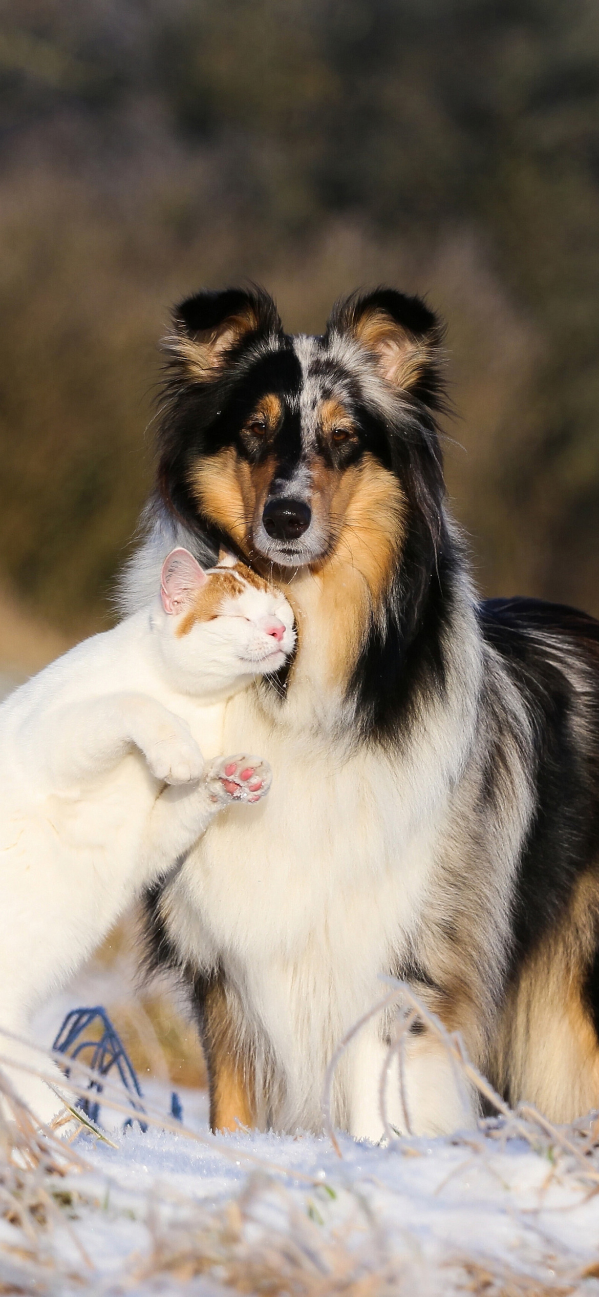 Friendship Cat and Dog Collie wallpaper 1170x2532