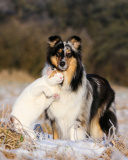 Friendship Cat and Dog Collie wallpaper 128x160