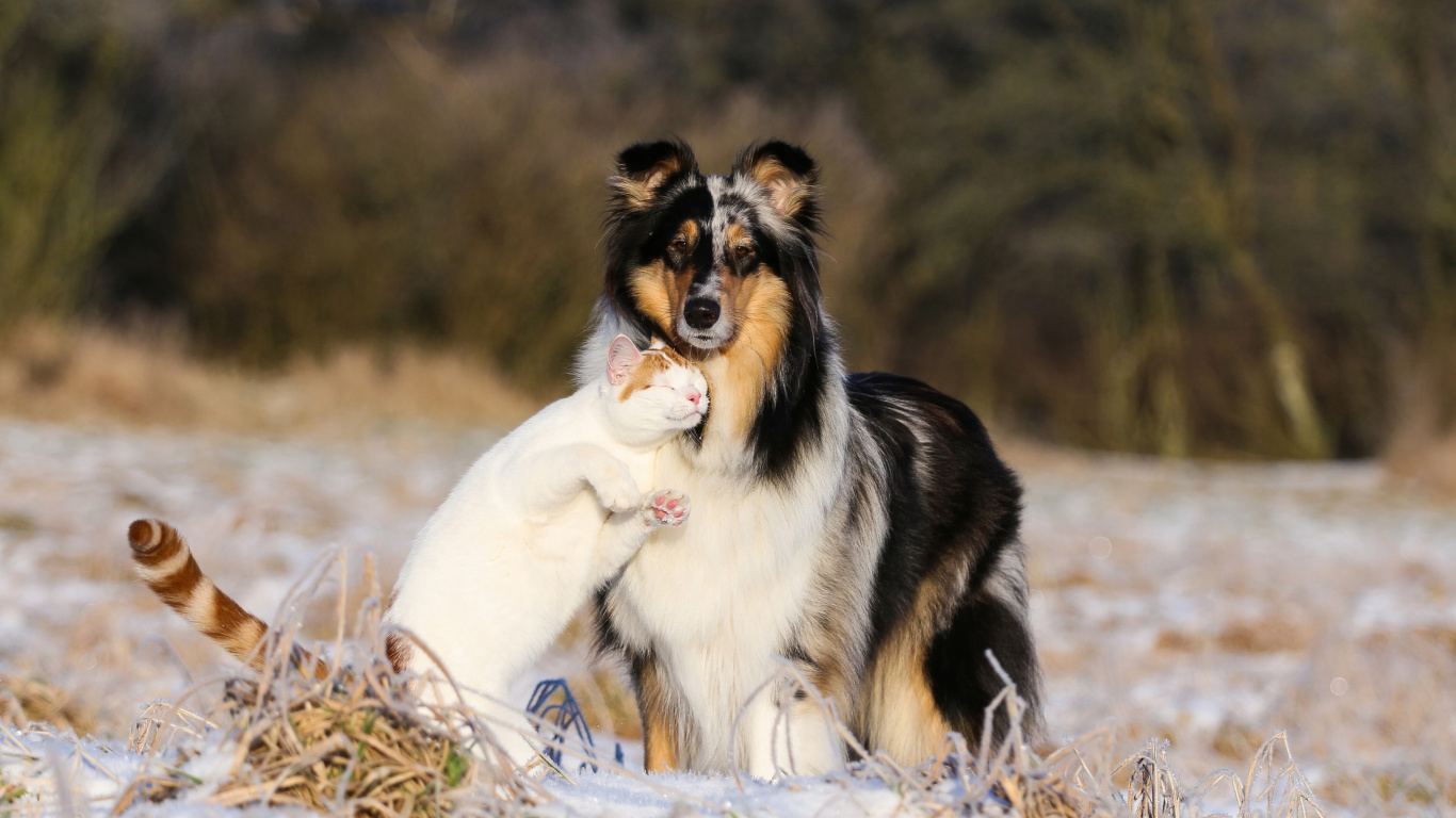 Friendship Cat and Dog Collie wallpaper 1366x768
