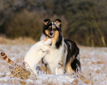 Friendship Cat and Dog Collie wallpaper 220x176
