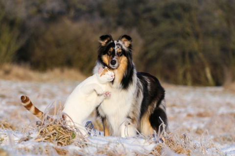 Friendship Cat and Dog Collie wallpaper 480x320