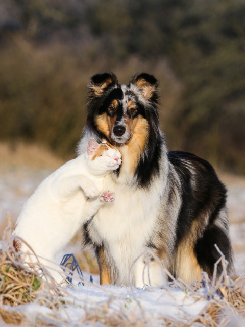 Friendship Cat and Dog Collie wallpaper 480x640