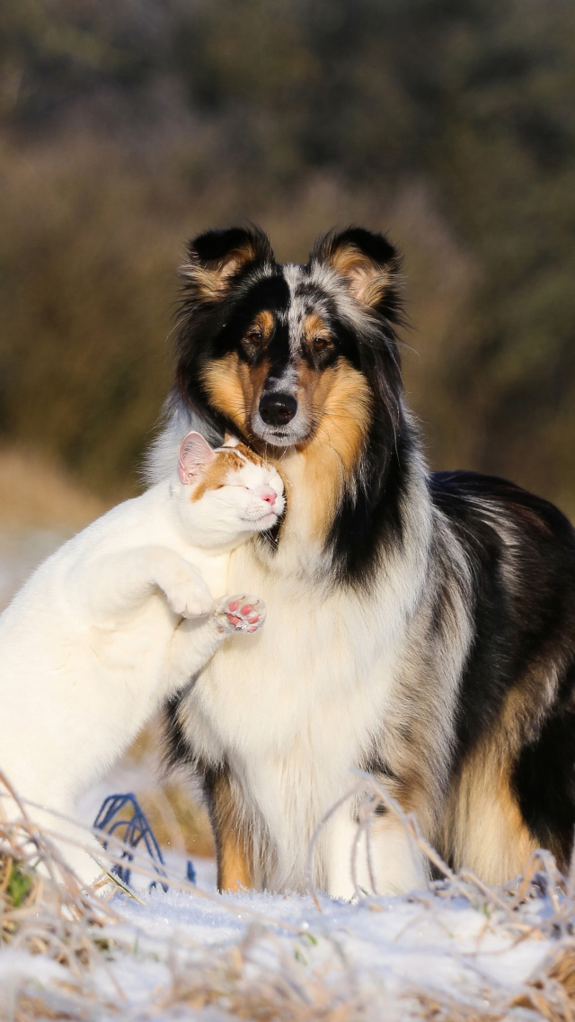 Friendship Cat and Dog Collie wallpaper 640x1136