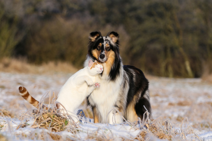 Friendship Cat and Dog Collie wallpaper
